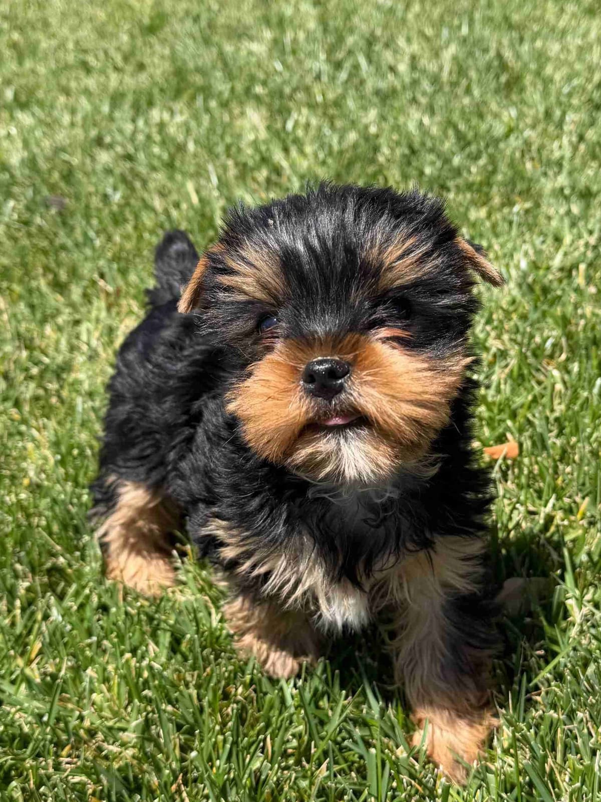 Yorkshire Terrier Puppy β Purebred AKC Champion Bloodline breeder image 8