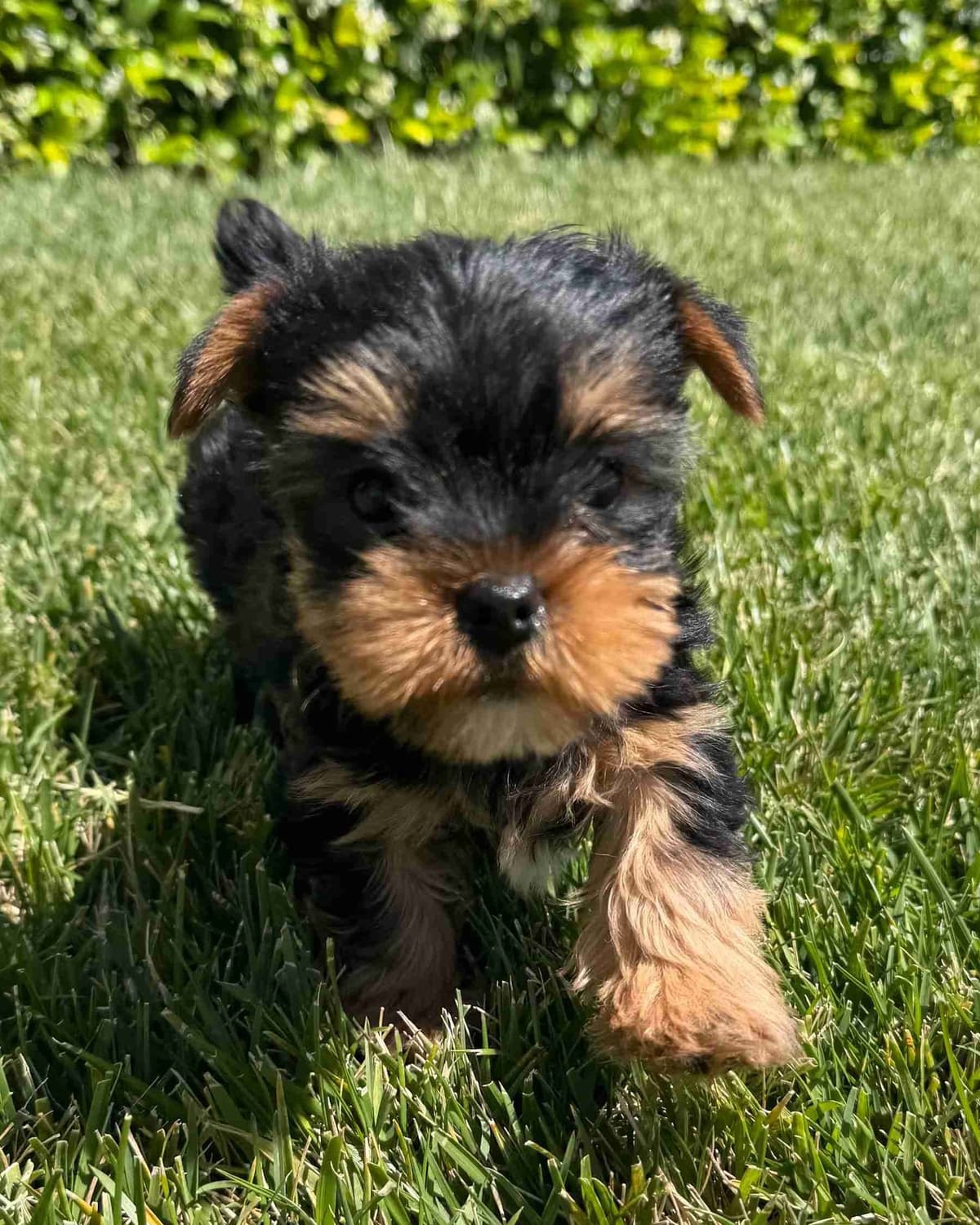 Yorkshire Terrier Puppy β Purebred AKC Champion Bloodline breeder image 2
