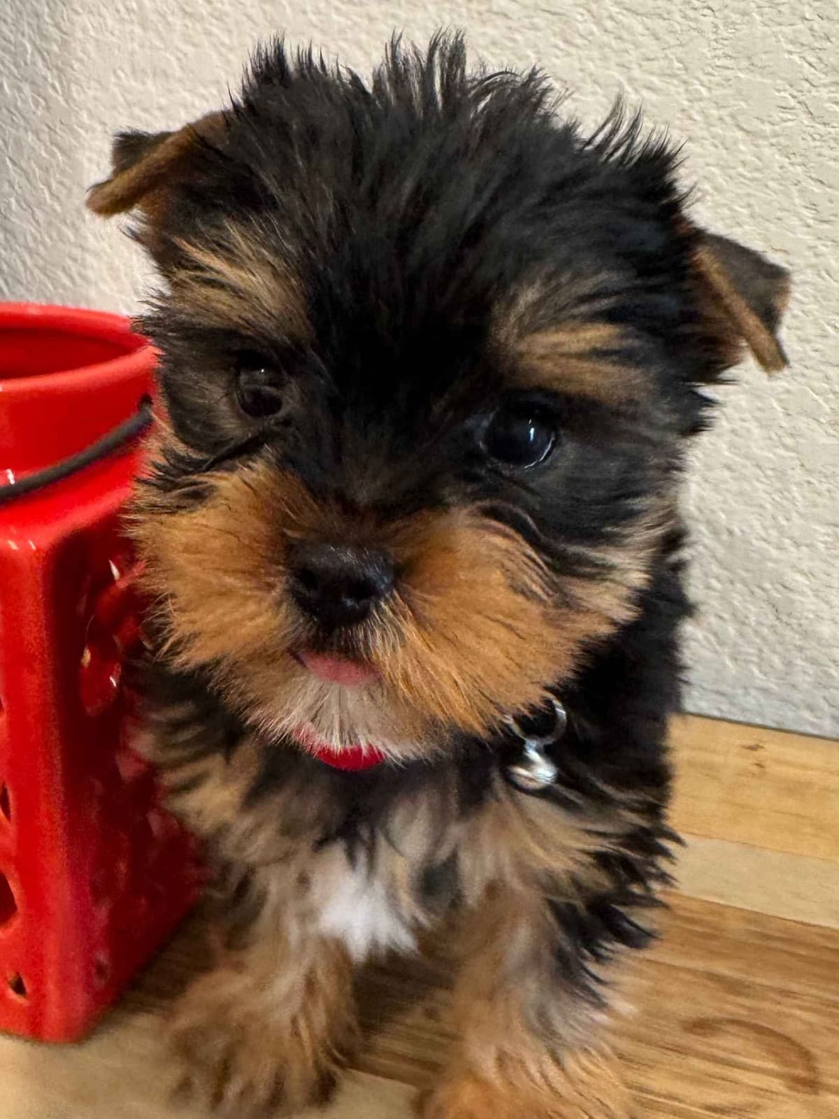 Yorkshire Terrier Puppy β Purebred AKC Champion Bloodline breeder image 9