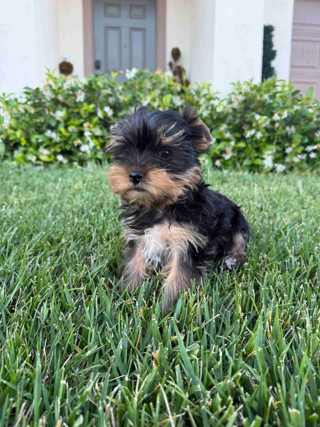 Yorkshire Terrier Puppy – Purebred AKC Champion Bloodline media 3