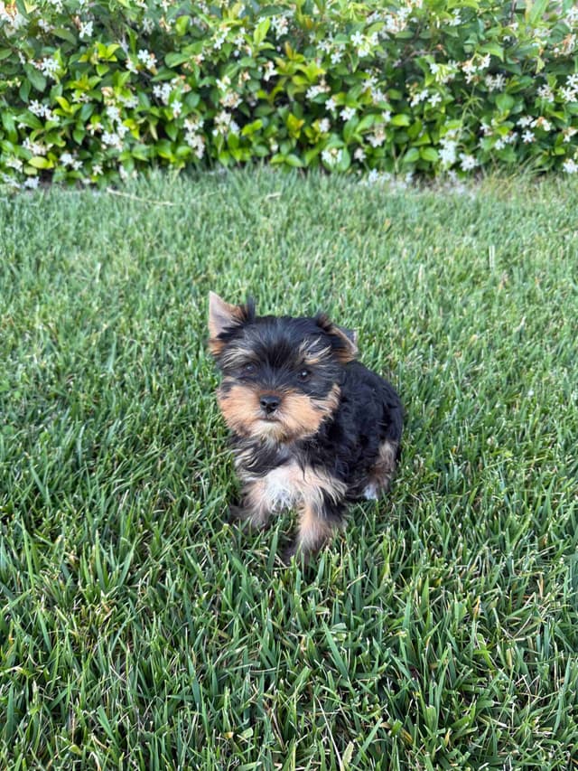 Yorkshire Terrier Puppy – Purebred AKC Champion Bloodline media 4