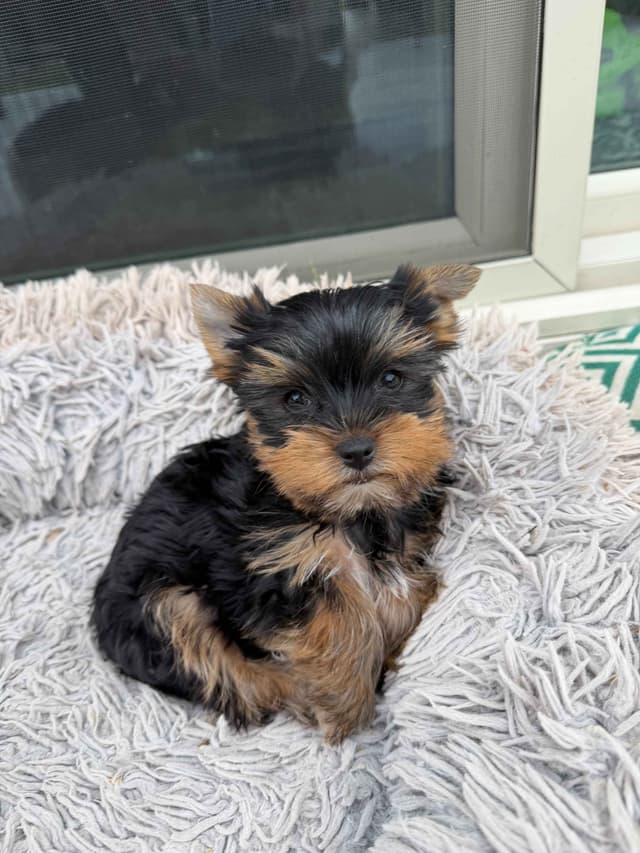 Yorkshire Terrier Puppy – Purebred AKC Champion Bloodline media 5
