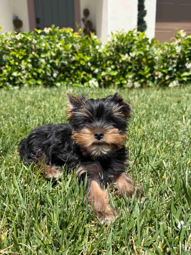 Yorkshire Terrier Puppies media 2