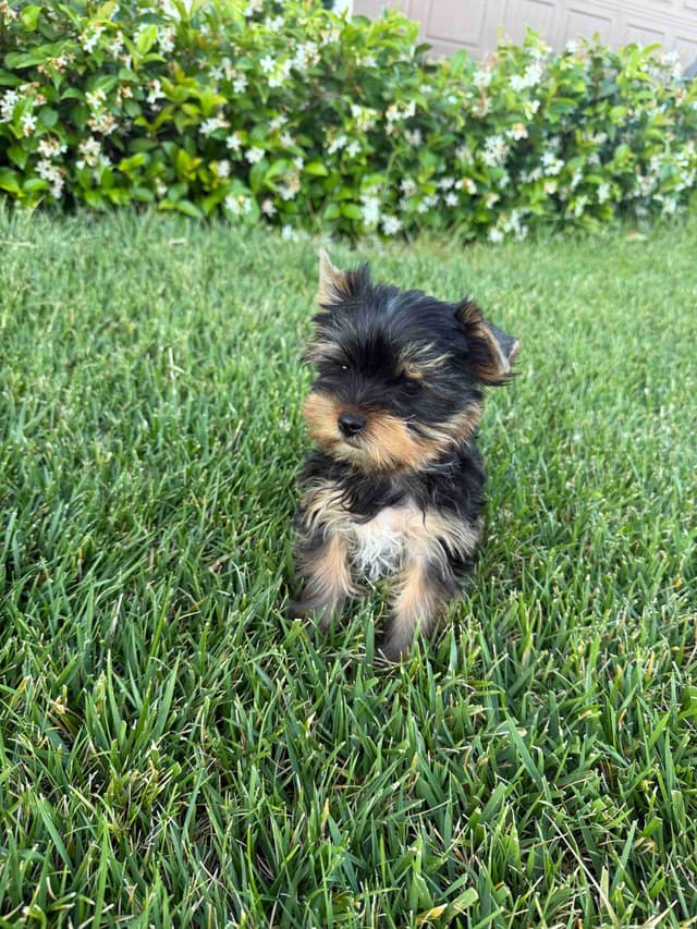 Yorkshire Terrier Puppies media 6