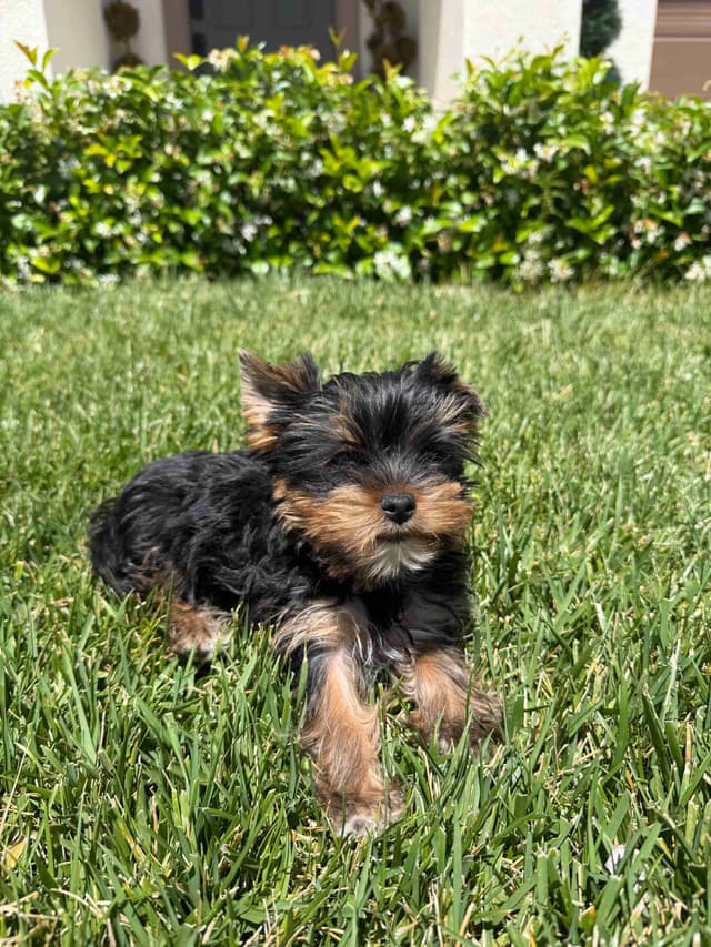 Yorkshire Terrier Puppies media 3