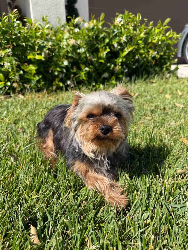 Male Yorkshire Terrier media 2
