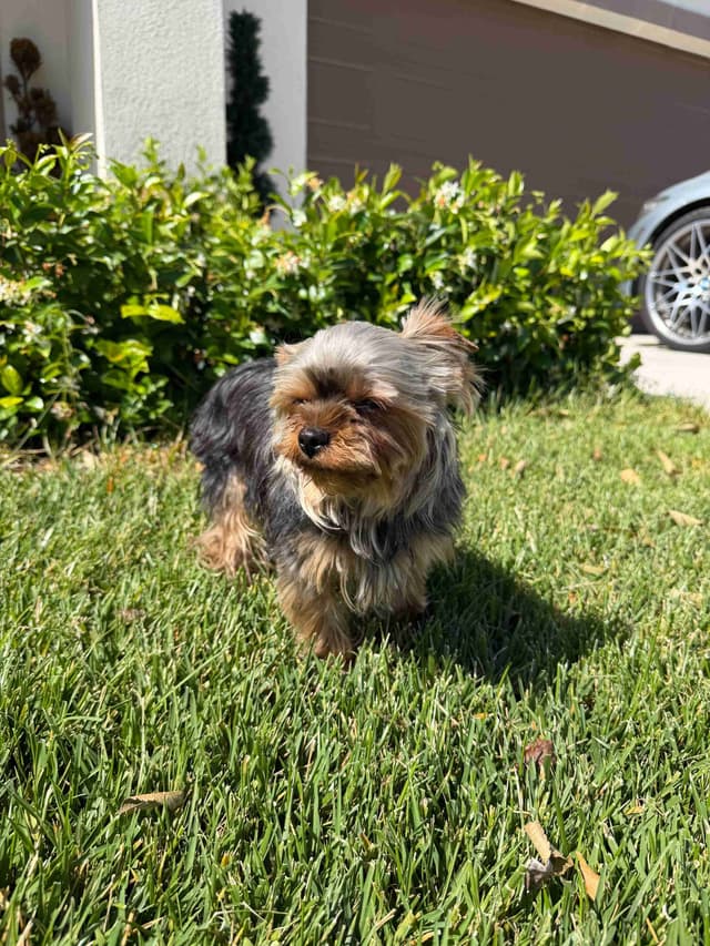 Male Yorkshire Terrier media 5