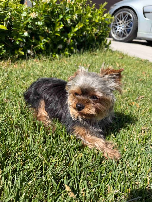 Male Yorkshire Terrier media 3