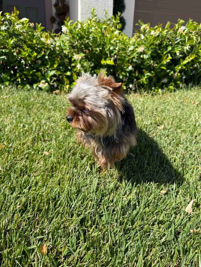 Male Yorkshire Terrier media 4