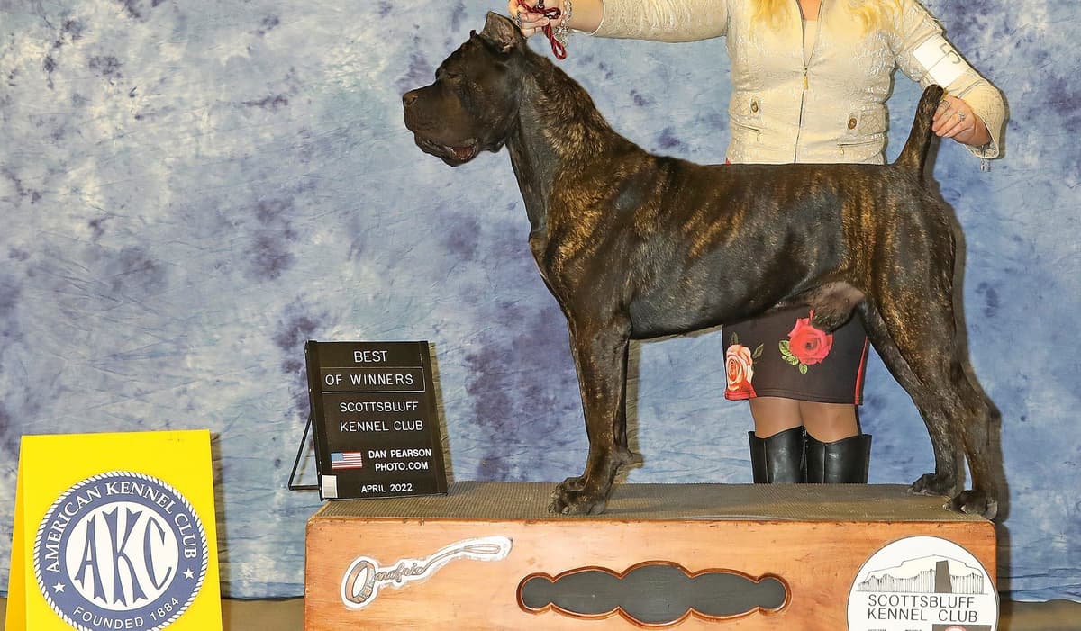Champion × Champion Cane Corso Puppies – Health Tested Parents breeder image 2