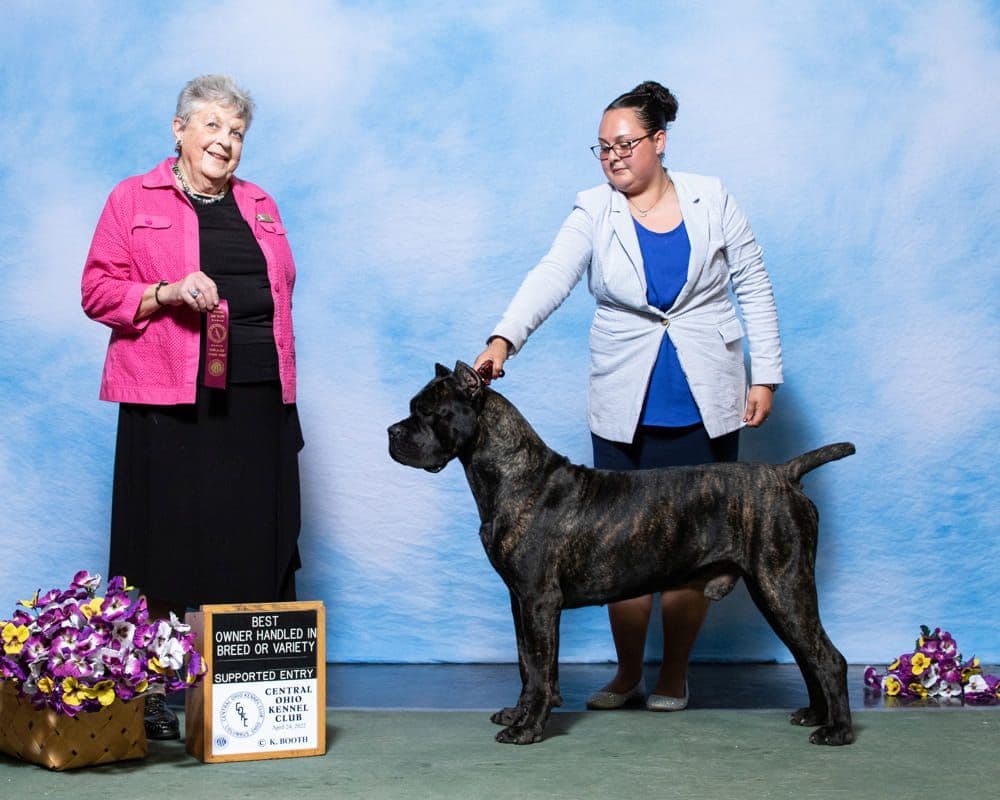 Champion × Champion Cane Corso Puppies – Health Tested Parents breeder image 3