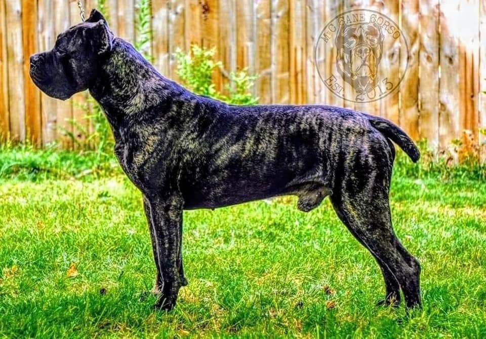 Champion × Champion Cane Corso Puppies – Health Tested Parents breeder image 4