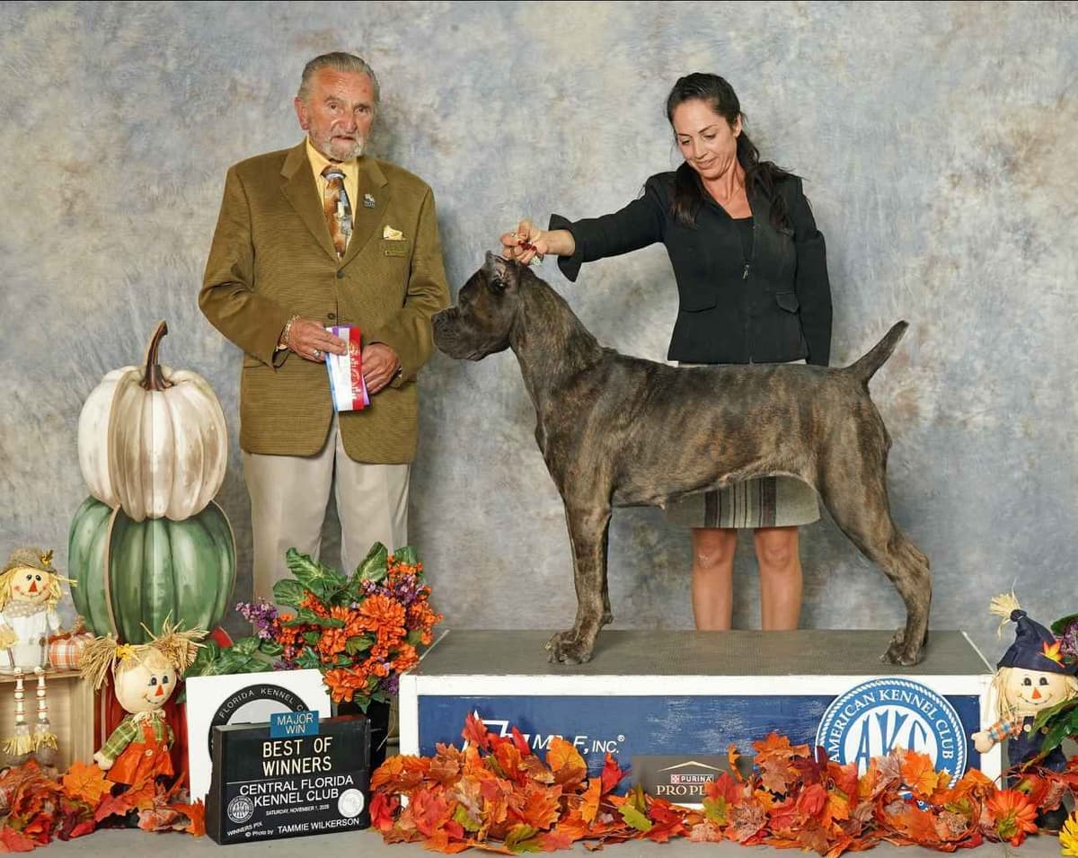 Champion × Champion Cane Corso Puppies – Health Tested Parents breeder image 5