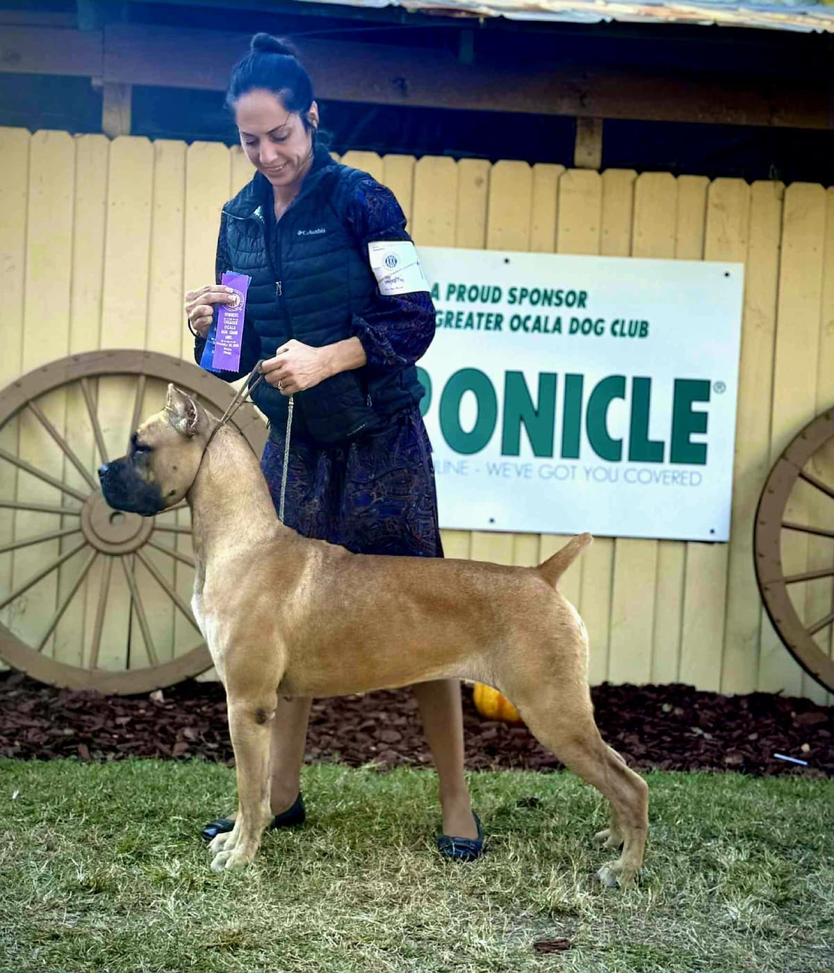 Champion × Champion Cane Corso Puppies – Health Tested Parents breeder image 7