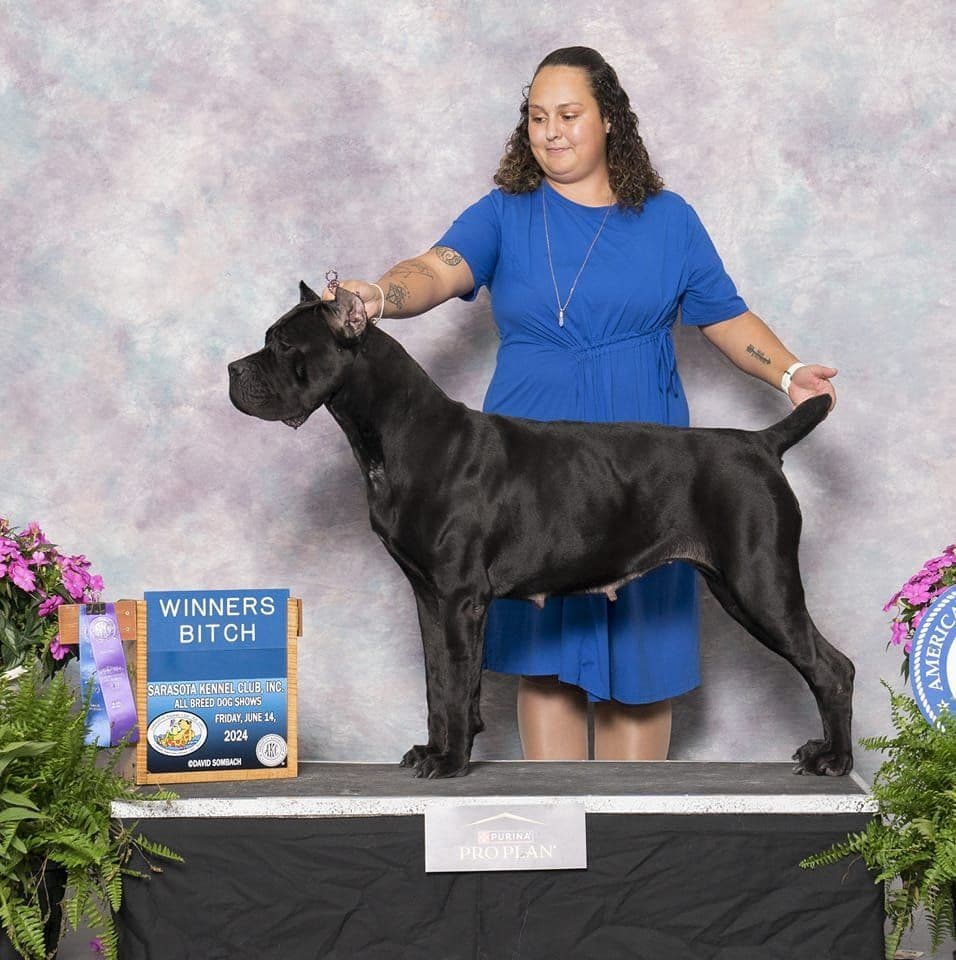 Champion × Champion Cane Corso Puppies – Health Tested Parents breeder image 8