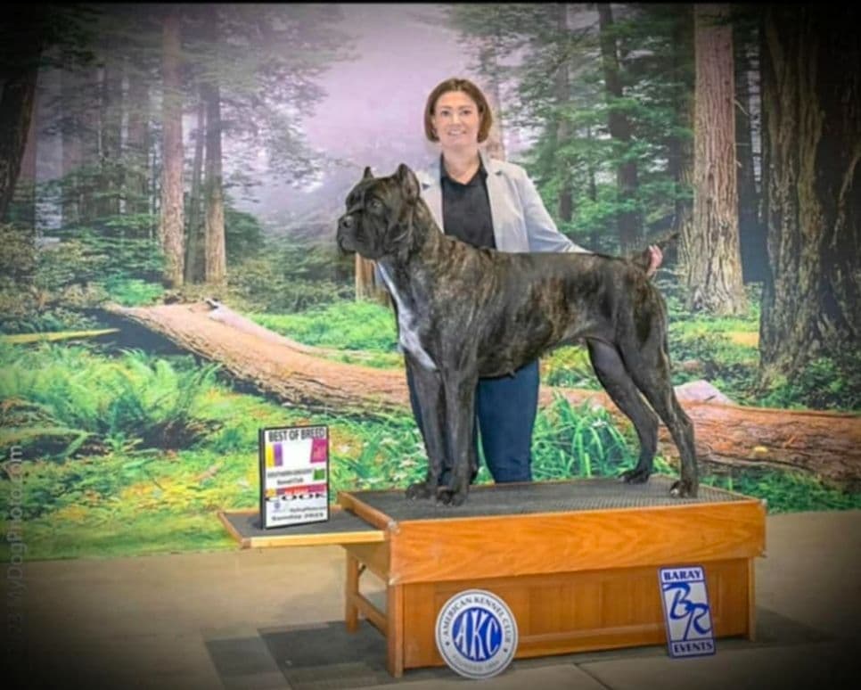 Champion × Champion Cane Corso Puppies – Health Tested Parents breeder image 9