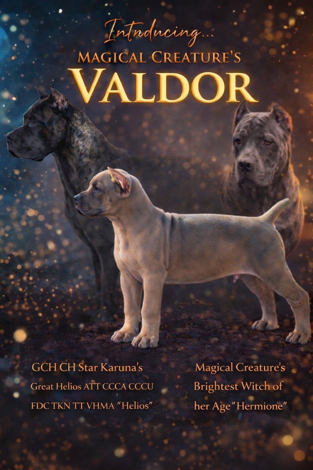 Champion × Champion Cane Corso Puppies – Health Tested Parents breeder image 10