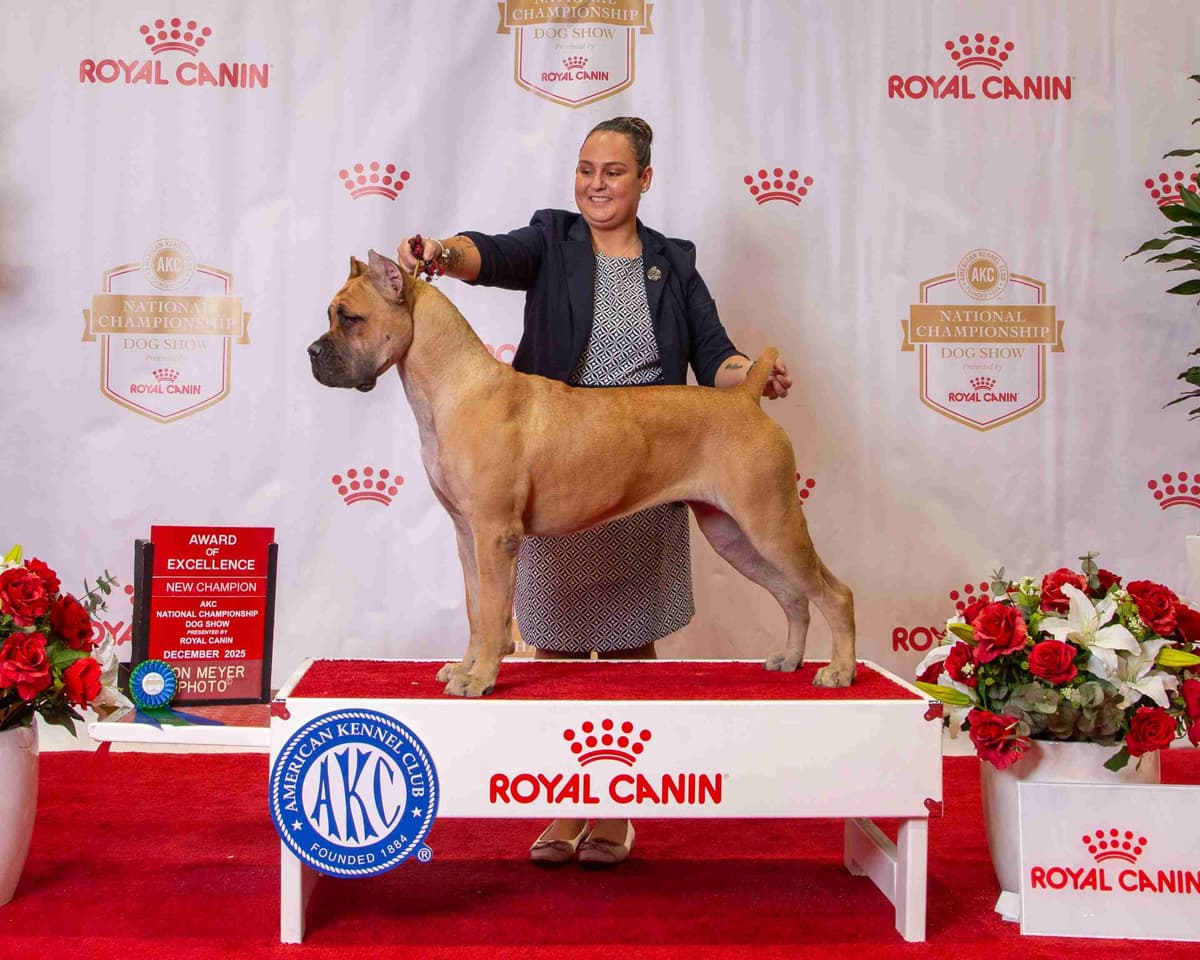 Champion × Champion Cane Corso Puppies – Health Tested Parents breeder image 12