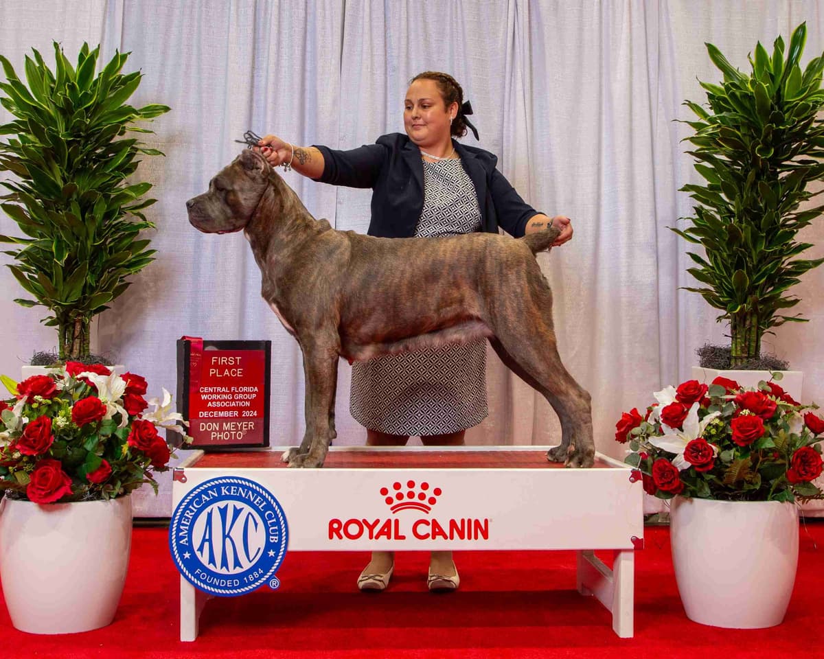 Champion × Champion Cane Corso Puppies – Health Tested Parents breeder image 15