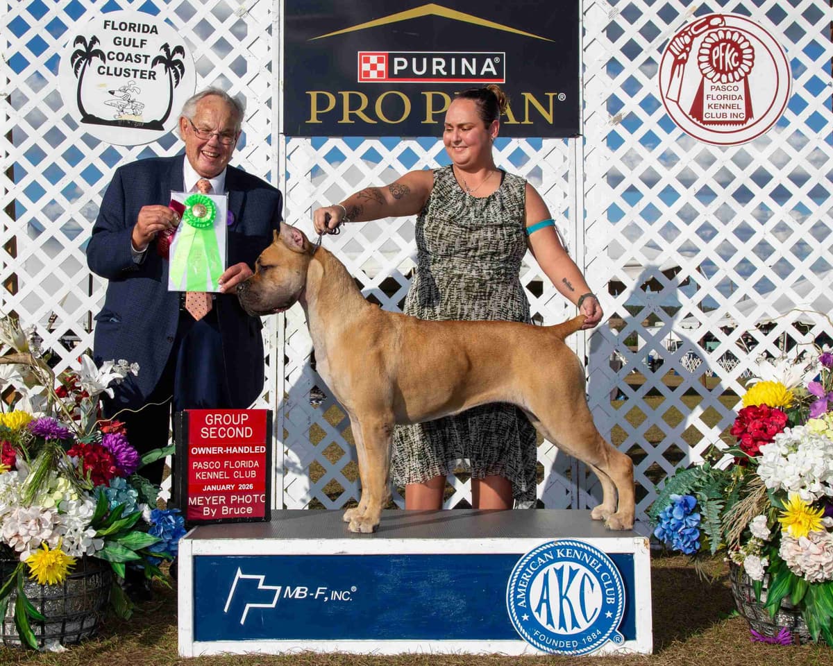 Champion × Champion Cane Corso Puppies – Health Tested Parents breeder image 16