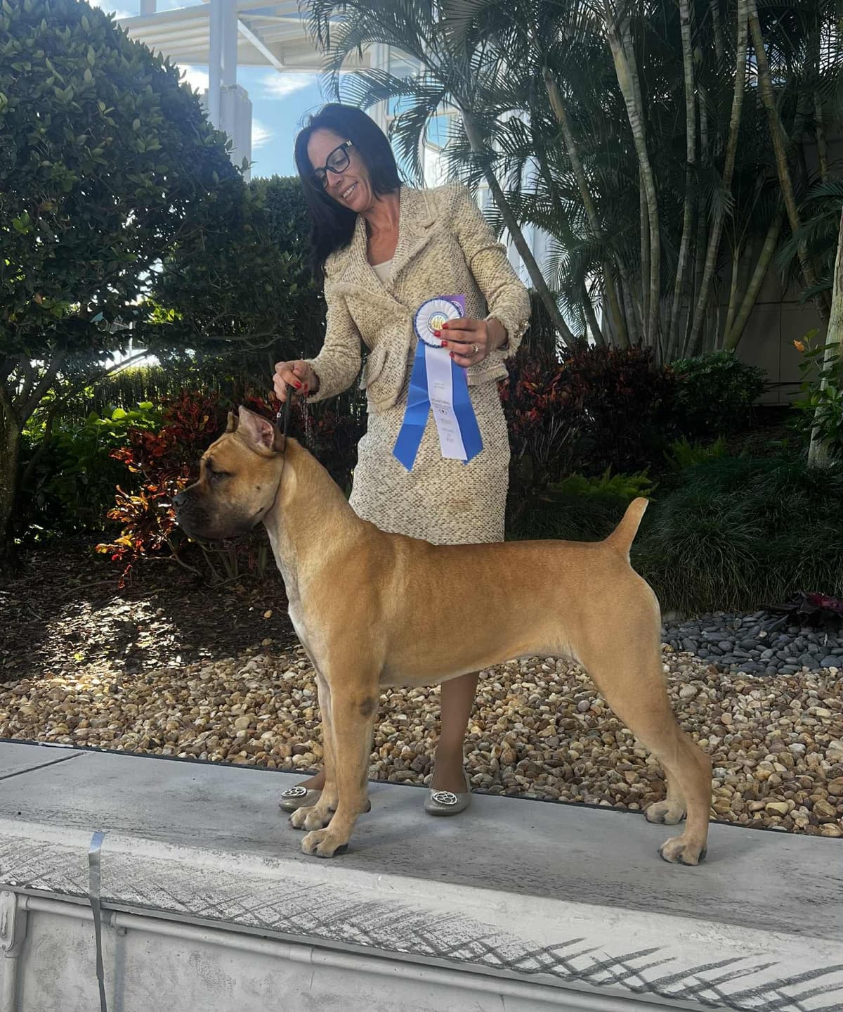 Champion × Champion Cane Corso Puppies – Health Tested Parents breeder image 13
