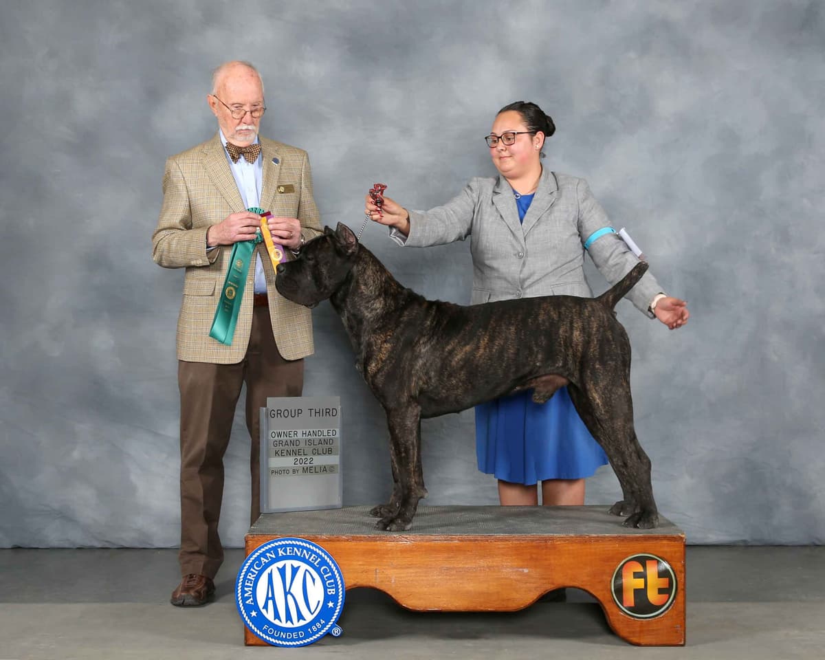 Champion × Champion Cane Corso Puppies – Health Tested Parents breeder image 18
