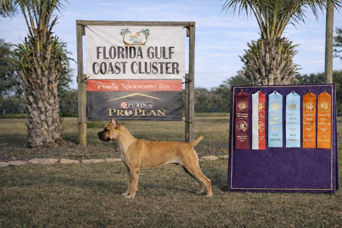 Champion × Champion Cane Corso Puppies – Health Tested Parents breeder image 22