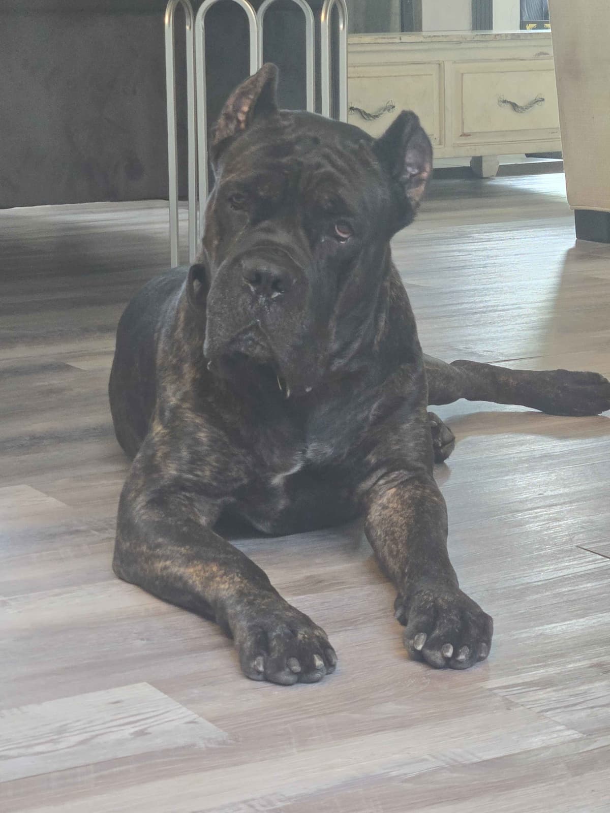 Champion × Champion Cane Corso Puppies – Health Tested Parents breeder image 27