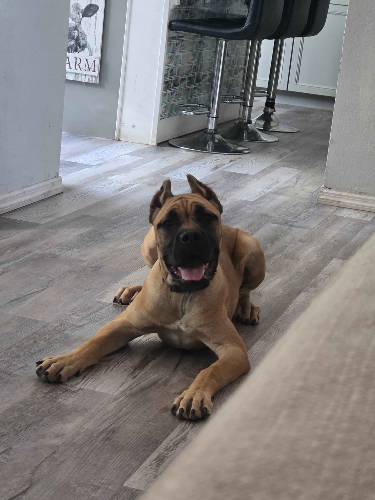 Champion × Champion Cane Corso Puppies – Health Tested Parents breeder image 30