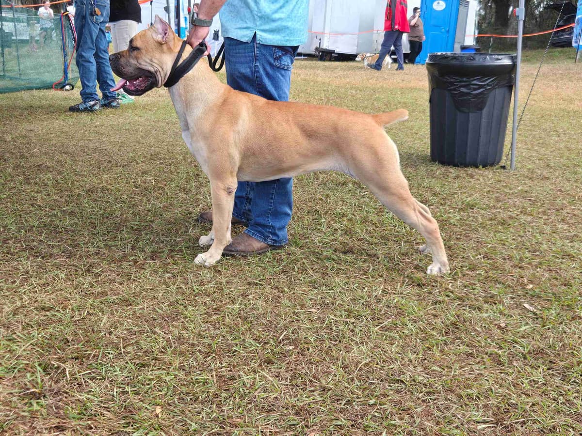 Champion × Champion Cane Corso Puppies – Health Tested Parents breeder image 28