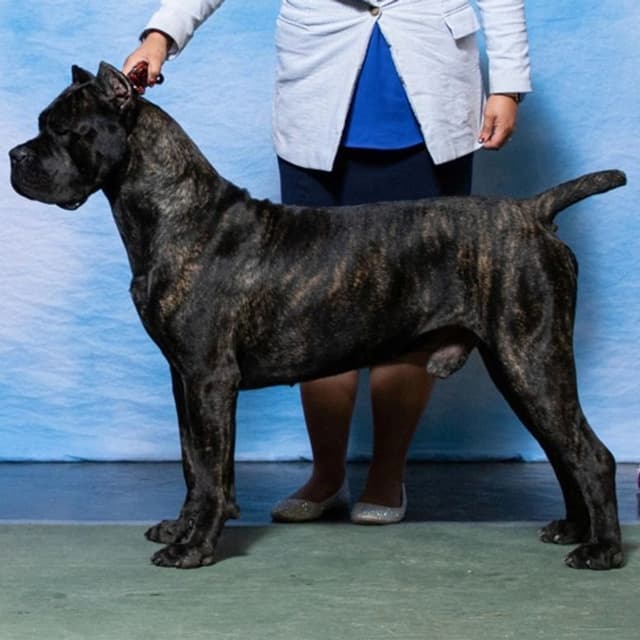 GRAND CHAMPION SIRED- OFA CHIC HEALTH TESTED media 2