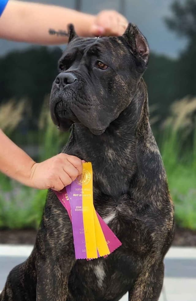GRAND CHAMPION SIRED- OFA CHIC HEALTH TESTED media 9