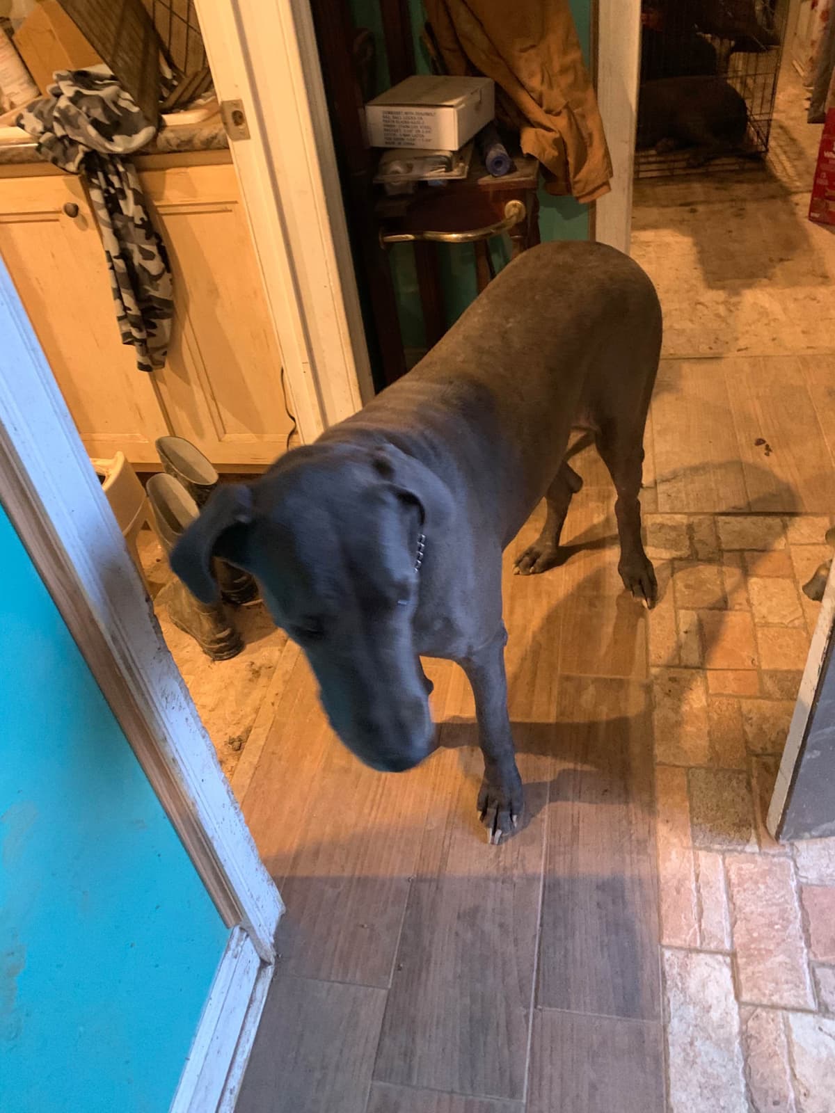 Great Dane Puppies breeder image 5