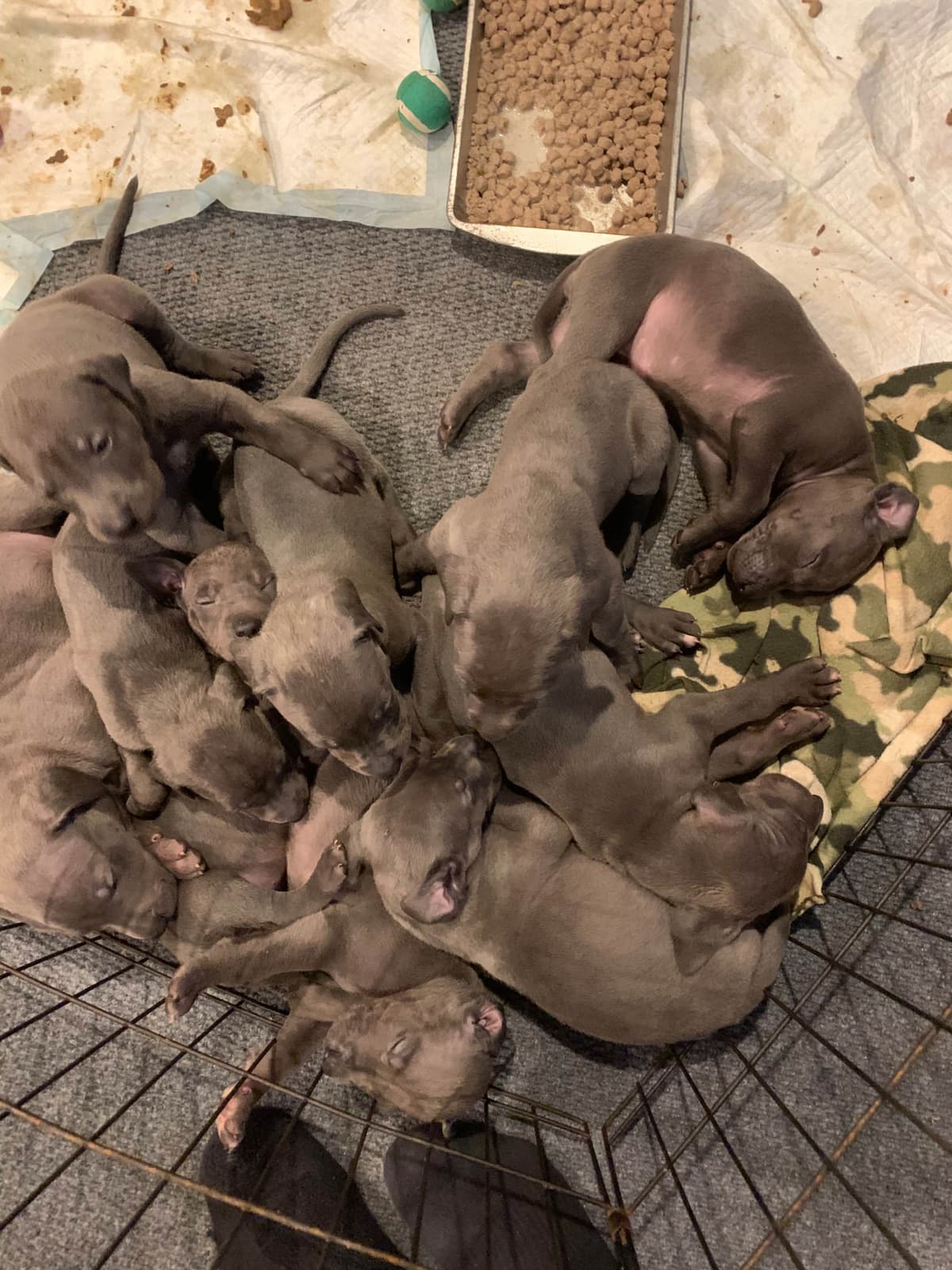 Great Dane Puppies breeder image 6