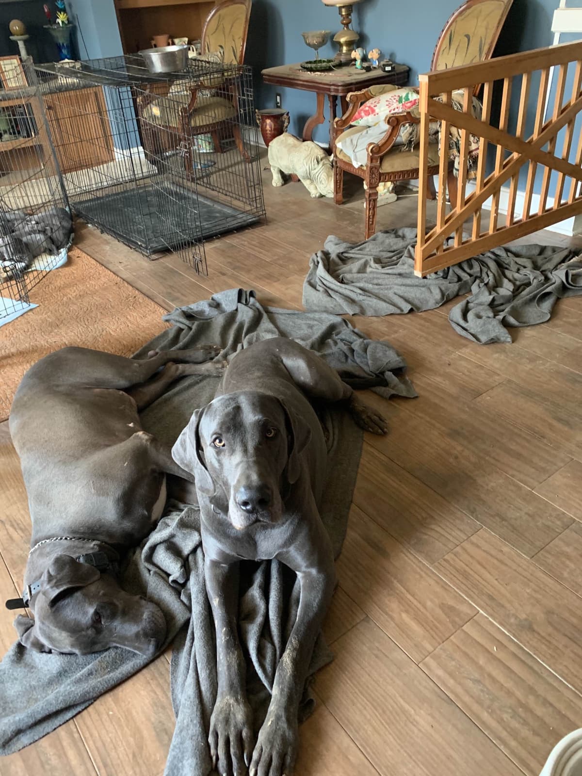 Great Dane Puppies breeder image 8