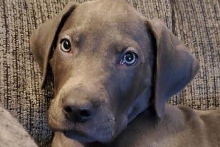 Great Dane Puppies breeder image 2