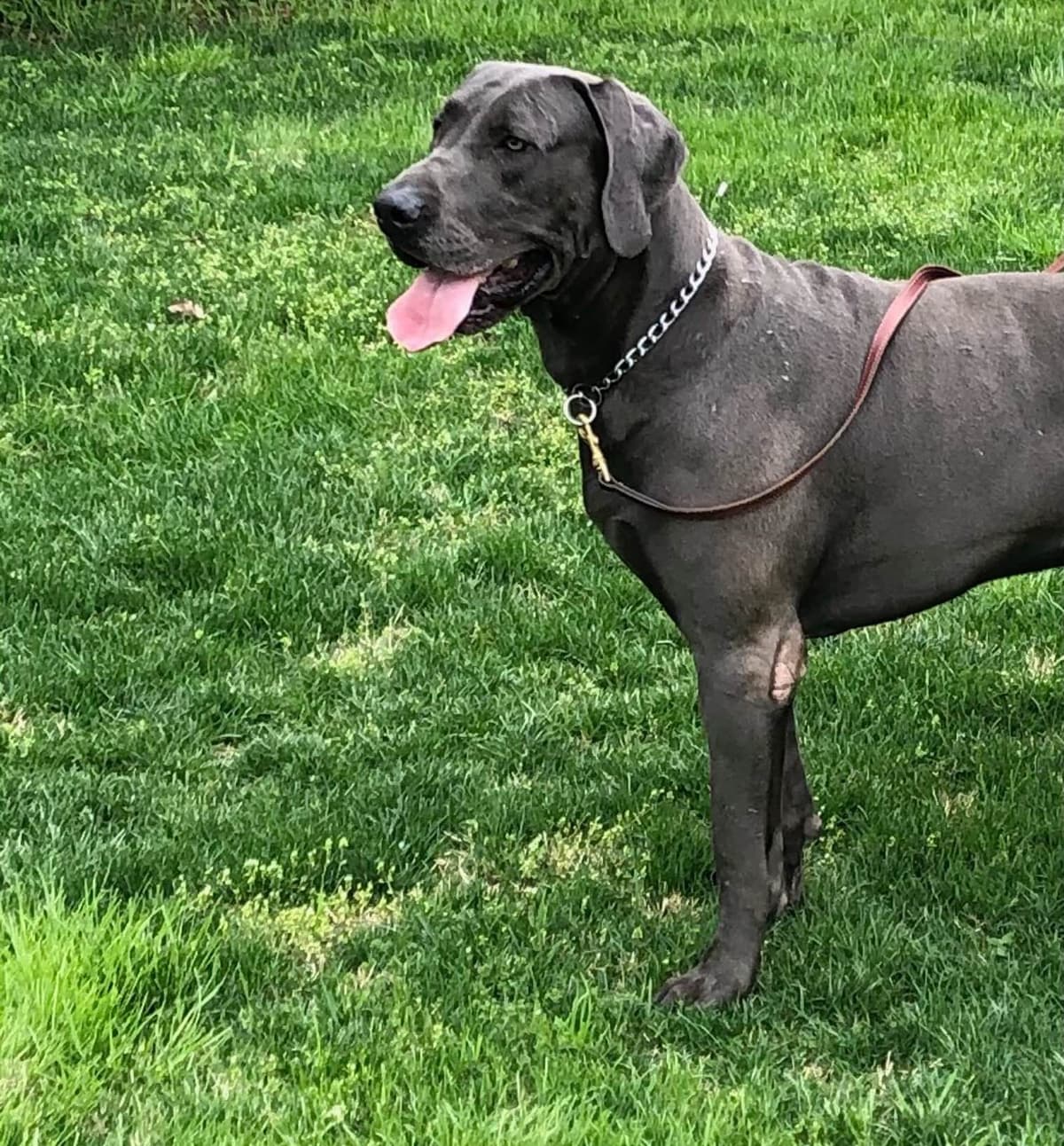 Great Dane Puppies breeder image 9