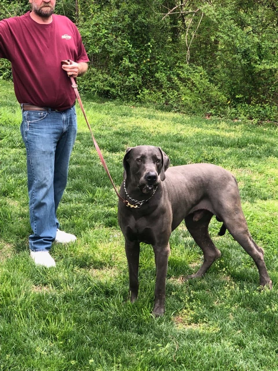 Great Dane Puppies breeder image 11