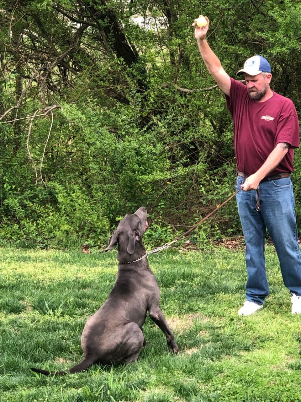 Great Dane Puppies breeder image 14
