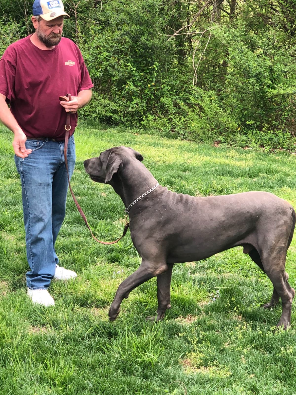 Great Dane Puppies breeder image 16