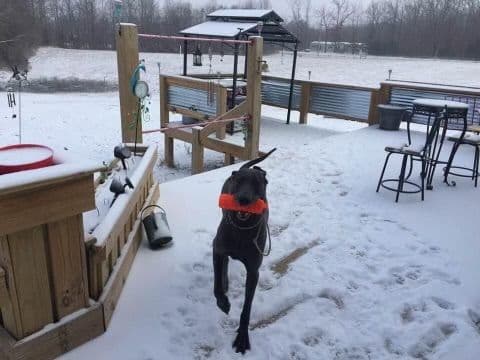 Great Dane Puppies breeder image 17