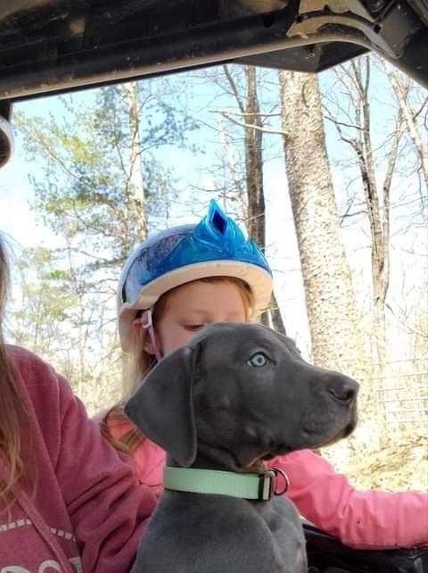 Great Dane Puppies breeder image 18