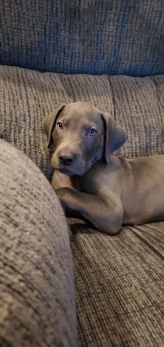 Great Dane Puppies breeder image 19