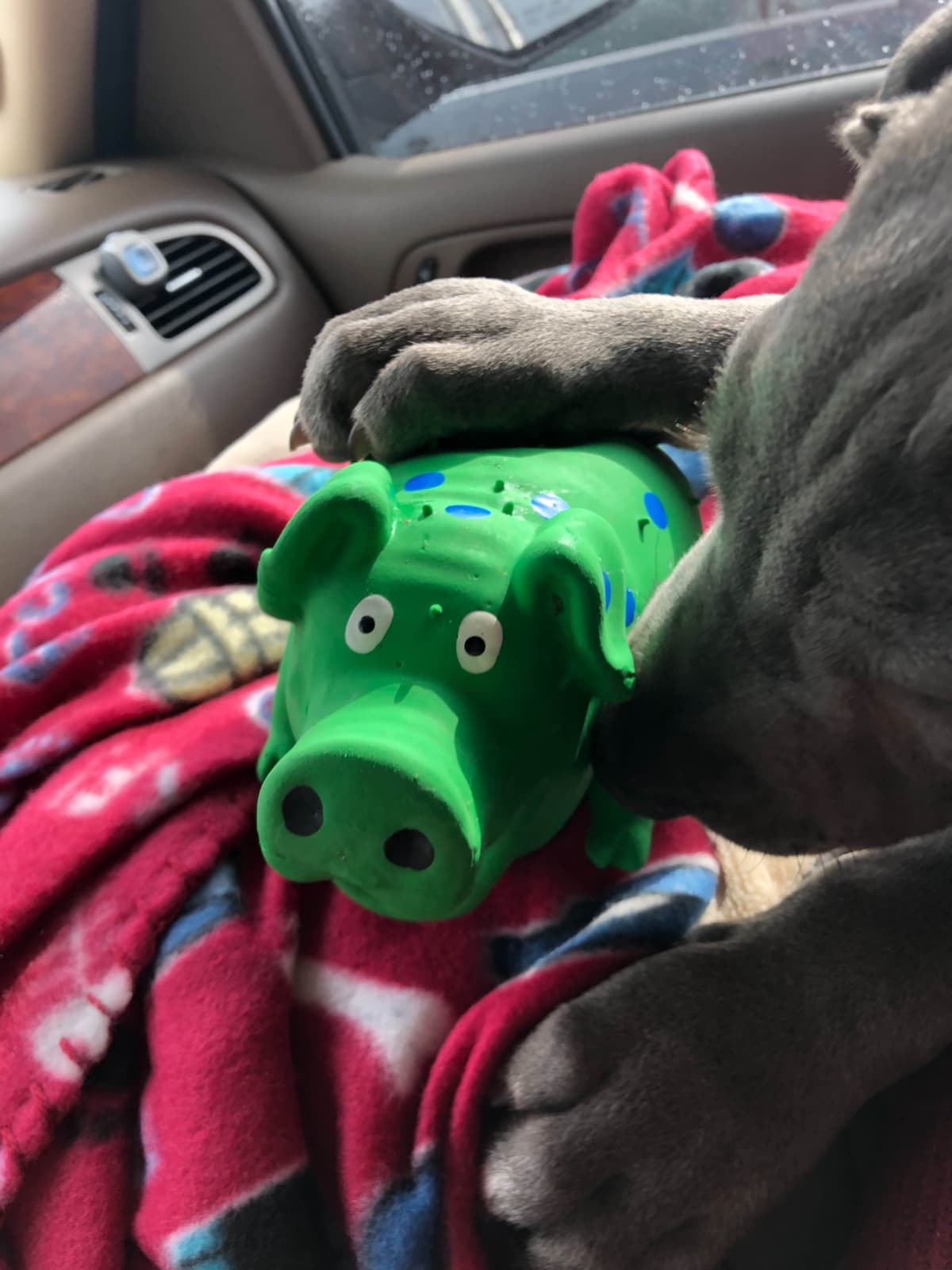 Great Dane Puppies breeder image 22