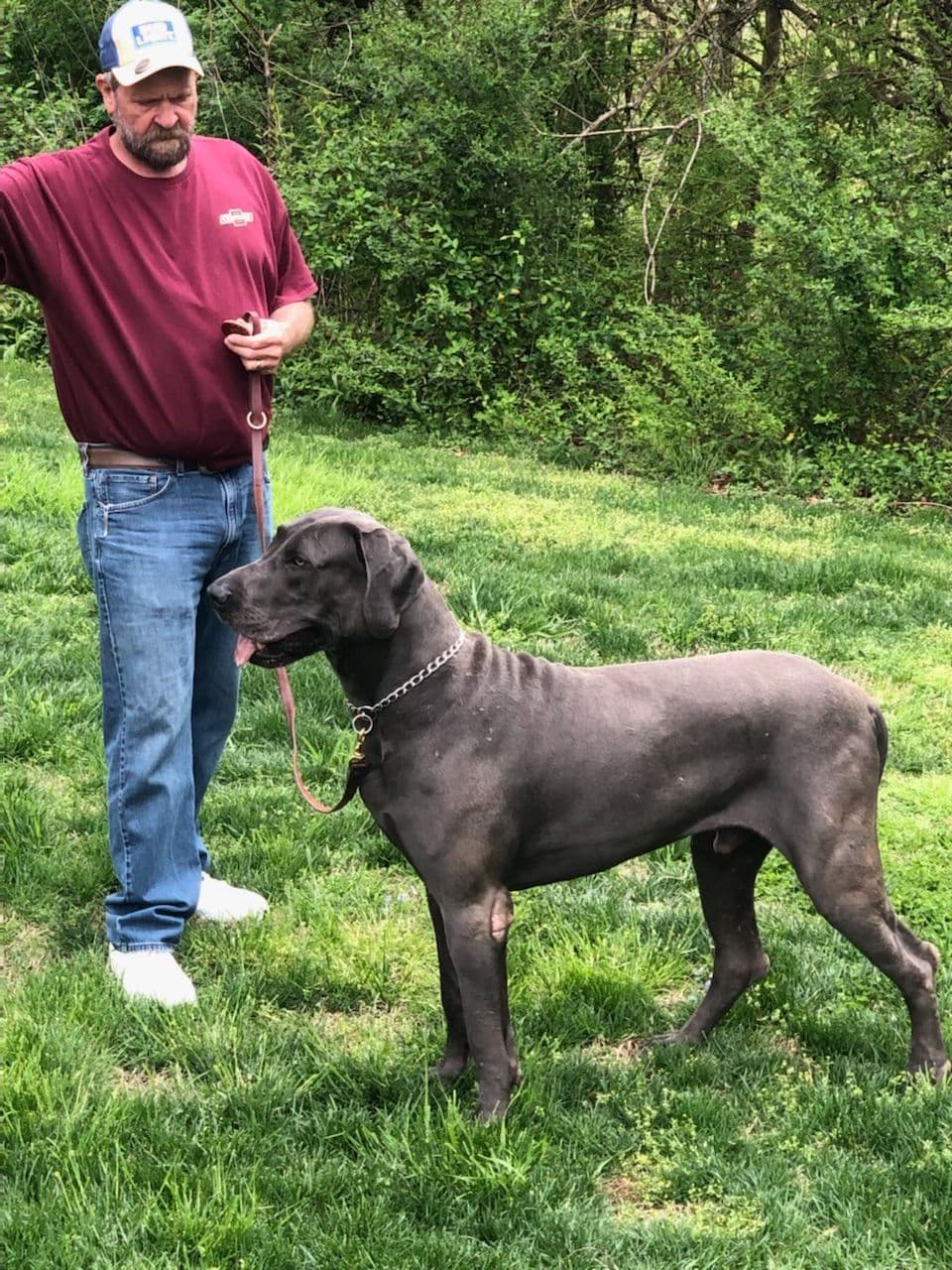 Great Dane Puppies breeder image 27