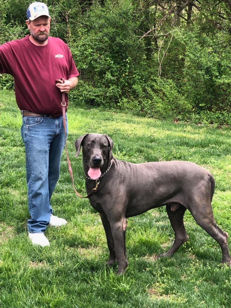 Great Dane Puppies breeder image 28