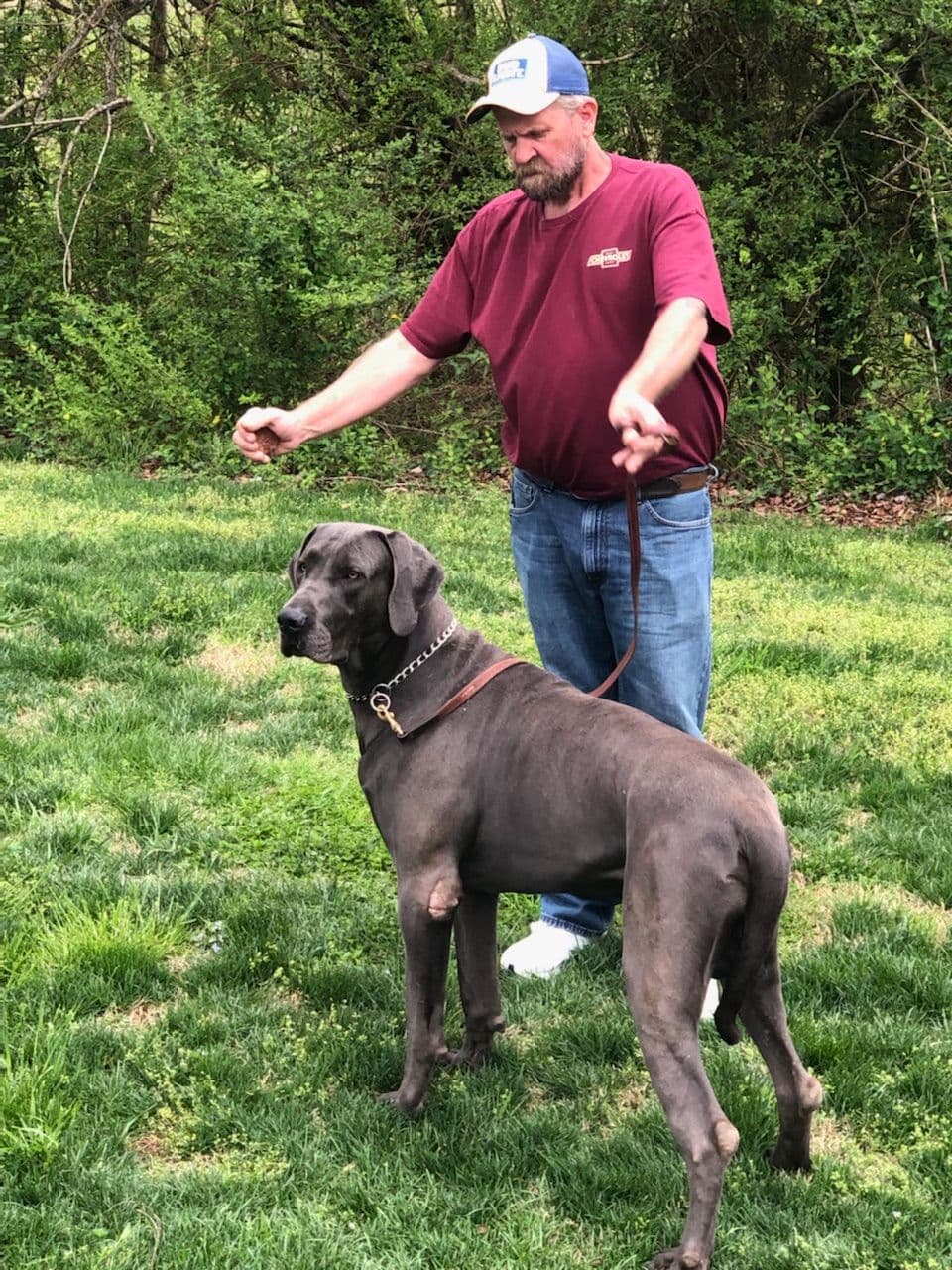 Great Dane Puppies breeder image 29