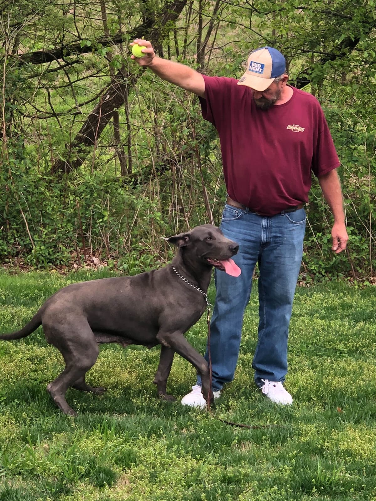 Great Dane Puppies breeder image 32