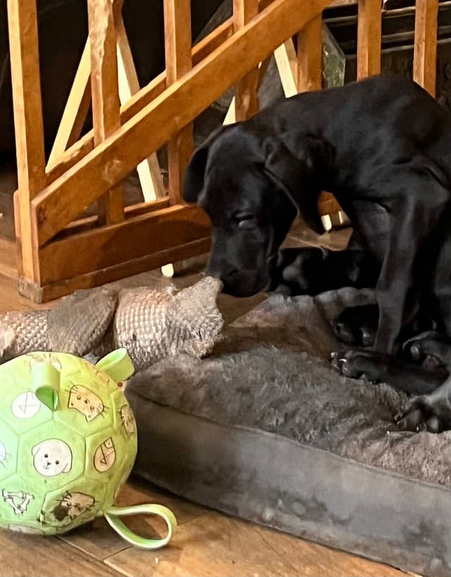 Great Dane Puppies media 3