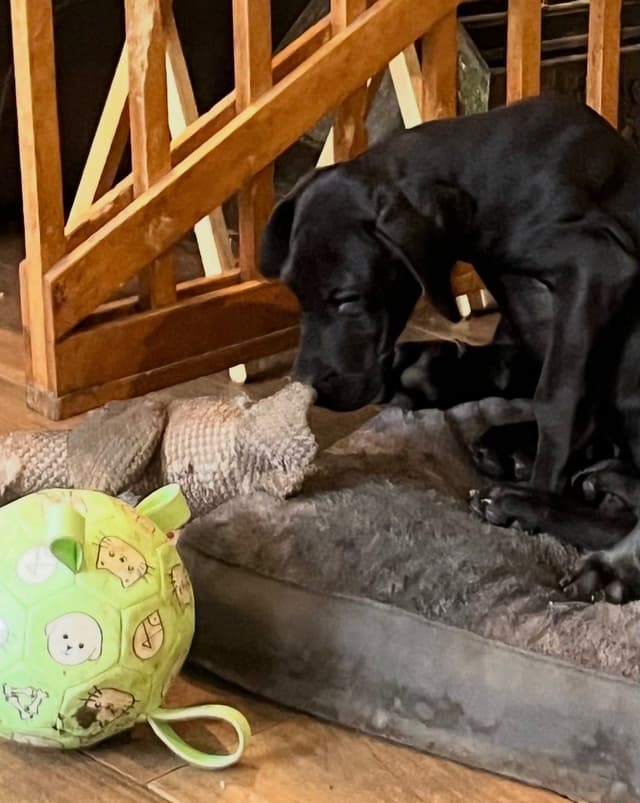 Great Dane Puppies media 4